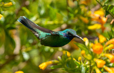 colibri4 © Daniel