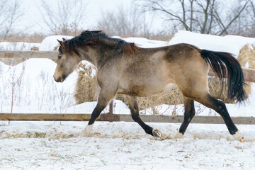 Young Welsh pony horse trotting in paddock