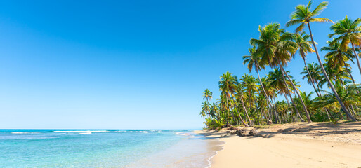 White palm beach on the Caribbean coast on a sunny morning. Turquoise sea waves on white sand. Tropical beach under blue transparent sky. Beautiful seascape with palm trees.