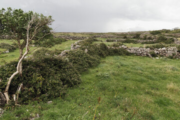 A lush green landscape with one tree and stone walls on the Aran Island of Inis Mor off the coast...