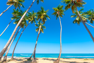 Indian beach with white sand and green palm trees against the blue sky. Nature of the sea on a summer sunny day. Sea voyage along the Indian coast.