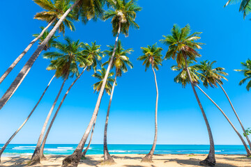 Fototapeta na wymiar Sandy beach of the Dominican Republic on a summer sunny day. Greenery of palm trees on a blue sky background. A secluded heavenly place to relax. Sea waves near the beautiful tropical coast.