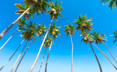 Tall palm trees with a beautiful crown of long green leaves against a bright blue open sky. Summer...