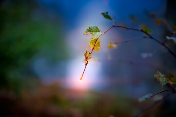 autumn leaves in the morning sun