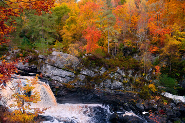 autumn in the forest