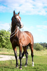 Fototapeta premium horse in the field