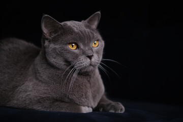 Fototapeta premium A gray Shorthair cat with yellow eyes looking at the camera. British shorthair cat with blue-gray fur and yellow eyes.