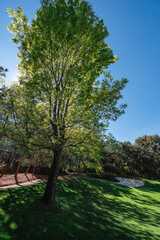 Landscape with trees, hills and green grass.