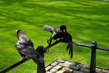 The Black Ravens of the Tower of London