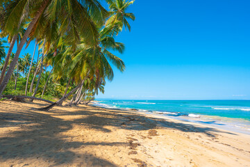 Beautiful Dominican beach on the Caribbean coast. Green palm trees on white sand. Bright turquoise sea waves. Open blue sky. Gray shadows from palm trees on white sand. Tropical seascape.