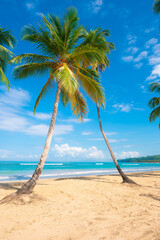 Green palm trees on a sandy beach against a blue sky with white clouds. Sunny day on the picturesque tropical coast. The best beaches in the world on an exotic peninsula. Seascape of wild nature.