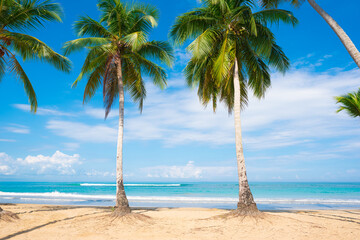 Beautiful coconut palms on the Cuban sandy beach. Long palm leaves against a blue sky with clouds. Blue sea waves off the coast of the Atlantic. Sunny summer day on a beautiful tropical peninsula.