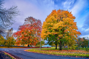 Naklejka premium autumn trees in the park