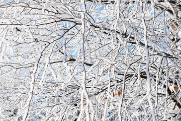 Birch branches densely covered with frost against blue sky
