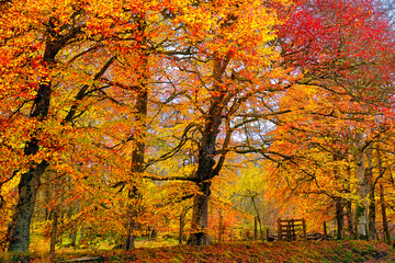 autumn trees in the park