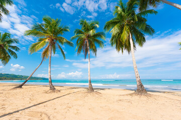 Palm sandy beach in sunny weather. Blue cloudy sky over beautiful palm trees, white sand and turquoise sea. Summer tropical landscape for a great vacation.