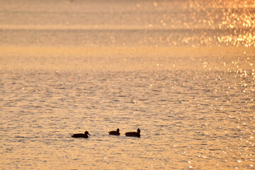 Wild ducks swimming on lake water at bright sunset. Birdwatching concept