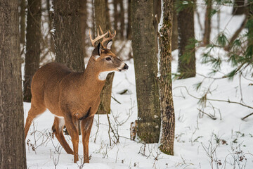 Fototapeta premium White-tailed Deer (Odocoileus virginianus) Buck in Winter Forest Landscape