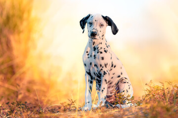 Dog Dalmatian on the beach