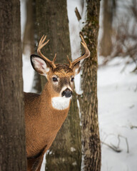 White-tailed Deer (Odocoileus virginianus) Buck in Winter Forest