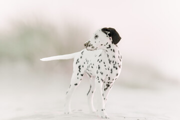 Dalmatian