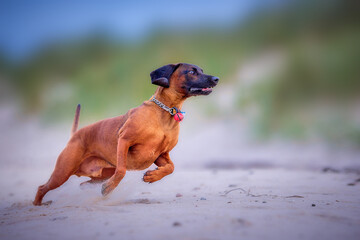 dachshund running dog