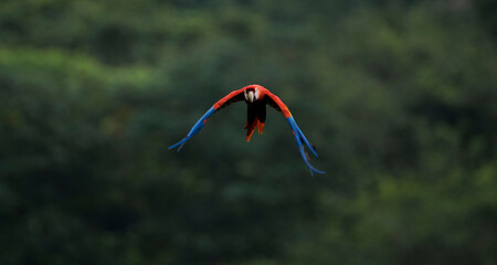 Guacamaya