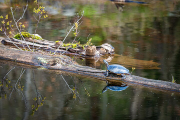 Painted Turtle (Chrysemys picta) sunning on a log in a pond