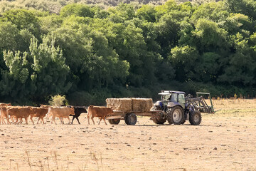 farmer driving tractor carrying straw to feed herd of cows