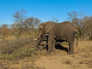 South Africa - Safari - Elephant
