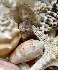 variety of beautiful sea shells 