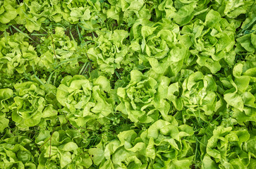 Organic lettuce cultivation, top down view.