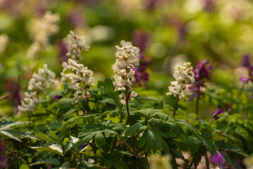 Hollowroot, Corydalis cava. Corydalis cava is spring flowers . White  corydalis flowers in garden on early spring