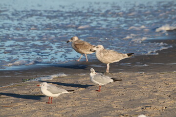Möwe