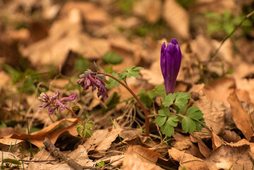 spring flowers in the forest