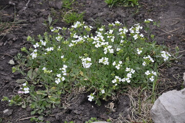Garden flowers 