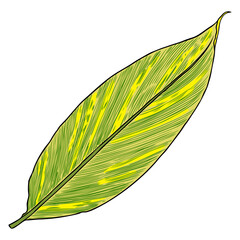 Canna Indica plant leaf. Exotic jungle domesticated house or city plant with striped lines. Vector.