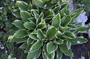 Hostas flowers for a shady garden.