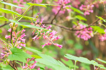 Pink wild flowers blooming beautifully along walking path. Green shape leafs changing between bunch of flowers colorful background nature scenery.