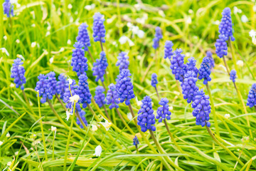 Blue wild flowers on the field. Group of petals bloom stick oral shape arrange drop down stem. colorings nature background scenery 