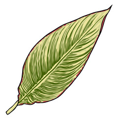 Canna Indica plant leaf. Exotic jungle domesticated house or city plant with striped lines. Vector.