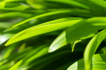 Fototapeta na wymiar Grass blurred background. Close-up of long bright leaves. Tropical plant in defocus. Green grass.