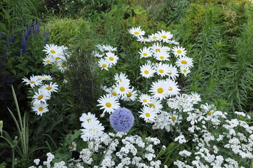 Garden flowers 