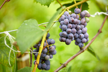 blue grape in the garden