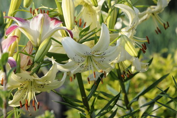 Obraz premium Garden flowers 