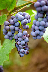 blue grape in the garden