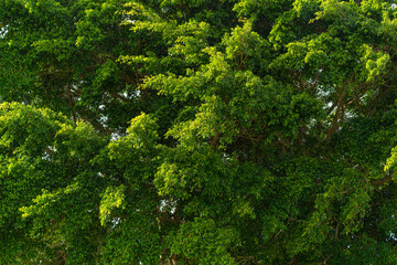 Beautiful tropical tree close up. Tree branches with green leaves. A beautiful plant in a tropical park. Natural tree background.