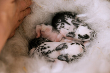 A newborn rabbit in a nest with mother's fur. A group of baby rabbits moves and sometimes sleeps around the nest.