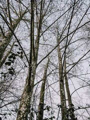 Obraz premium trees in winter