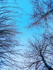 tree branches against blue sky